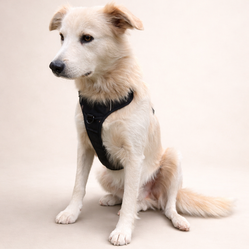 Anti-Zug Hundegeschirr mit Front-Clip inkl. GRATIS-LEINE