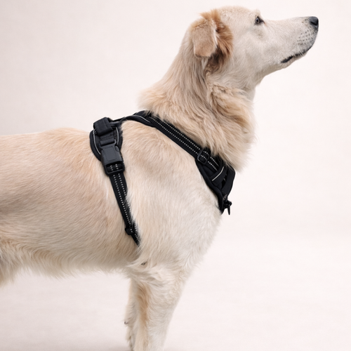 Anti-Zug Geschirr mit Frontclip