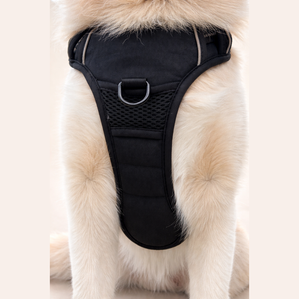 Anti-Zug Geschirr mit Frontclip